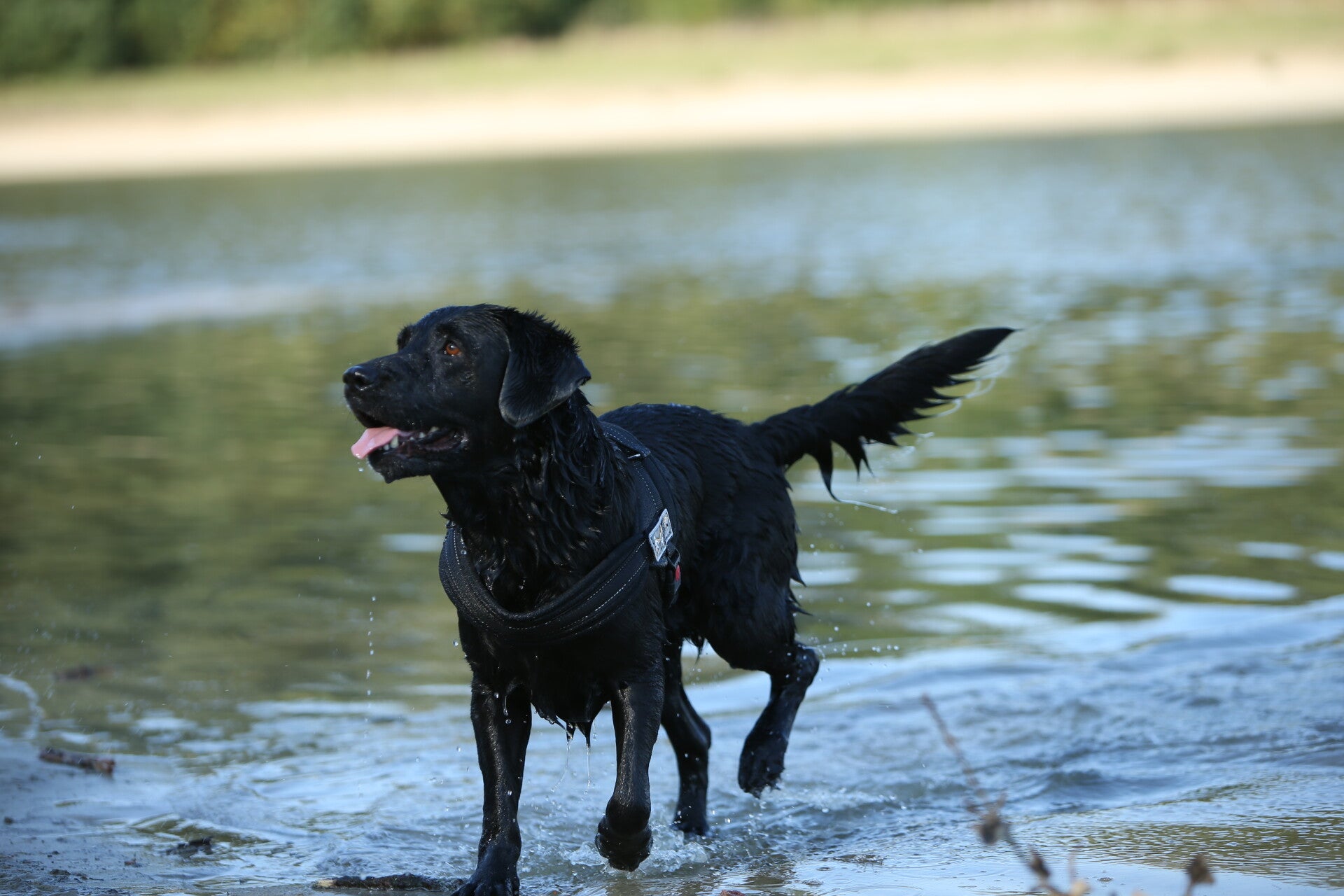 Hond(en) fotografie om 12:00 uur