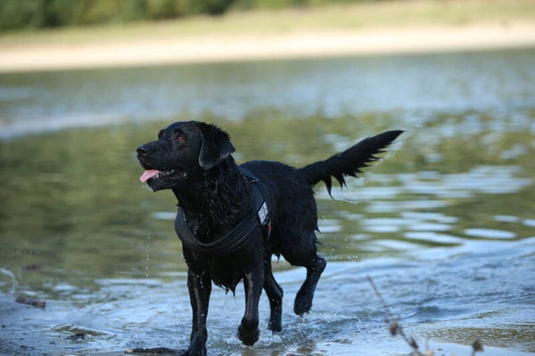 Hond(en) fotografie om 12:00 uur