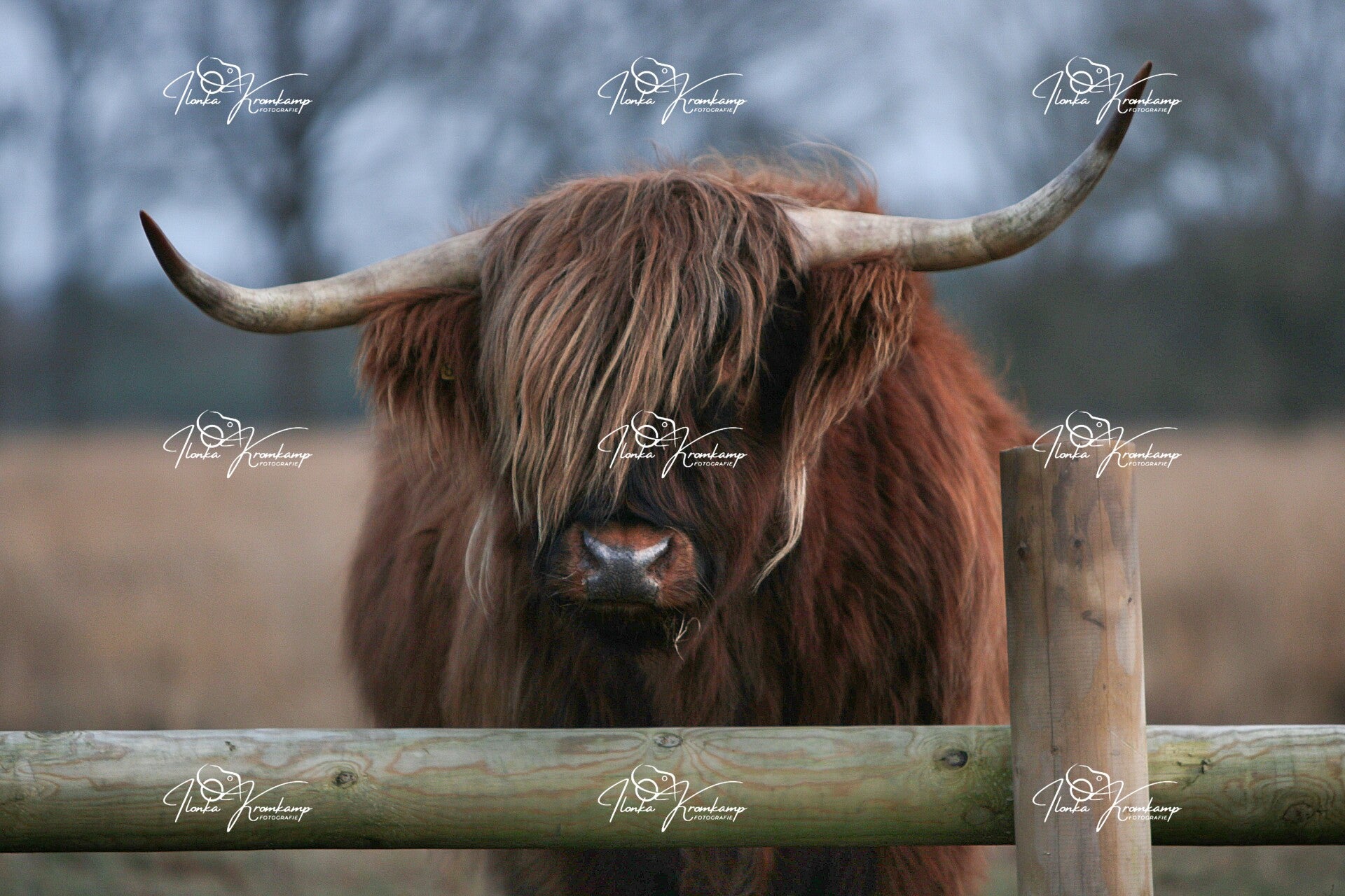 Schotse Hooglander 2