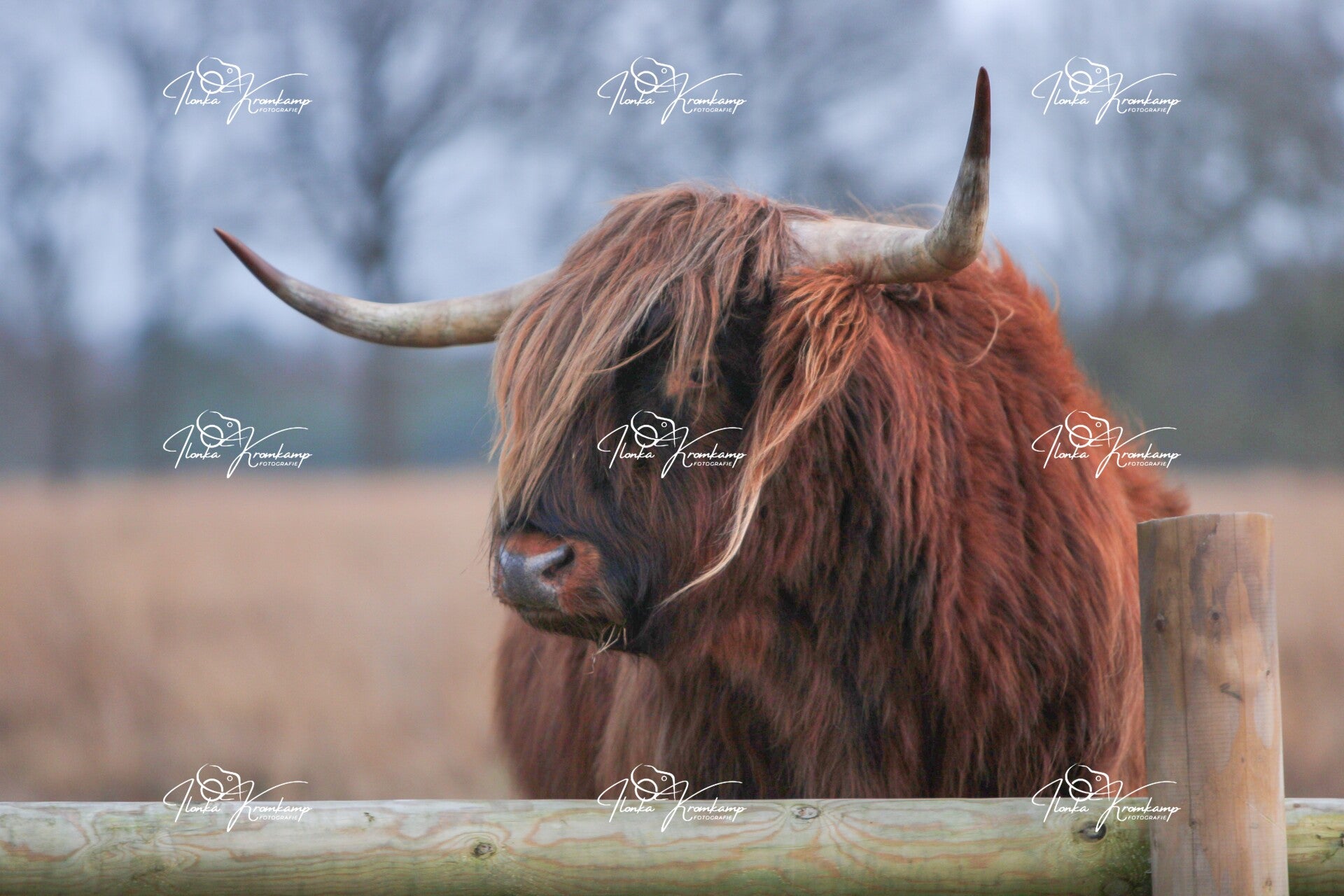 Schotse Hooglander 4