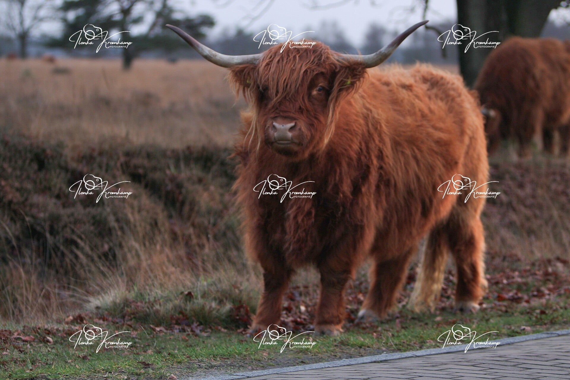 Schotse Hooglander 3