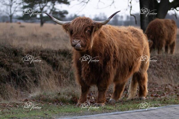 Schotse Hooglander 1