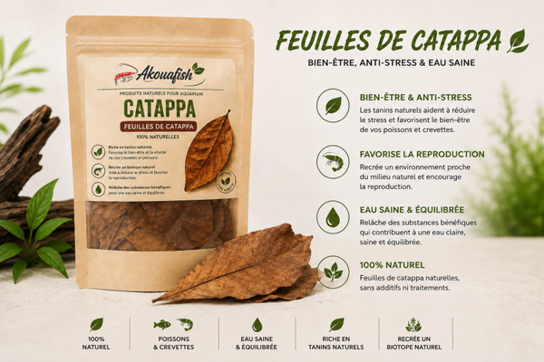 10 Feuilles de Catappa
