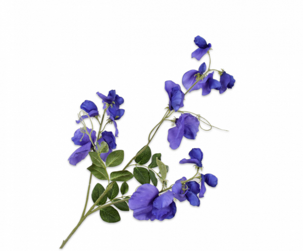 Lathyrus tak