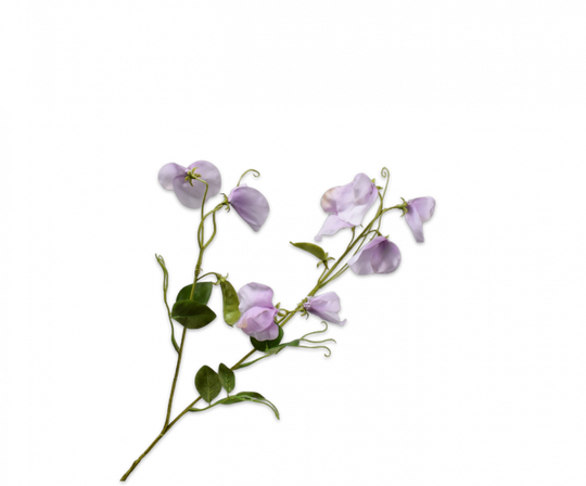 Lathyrus tak