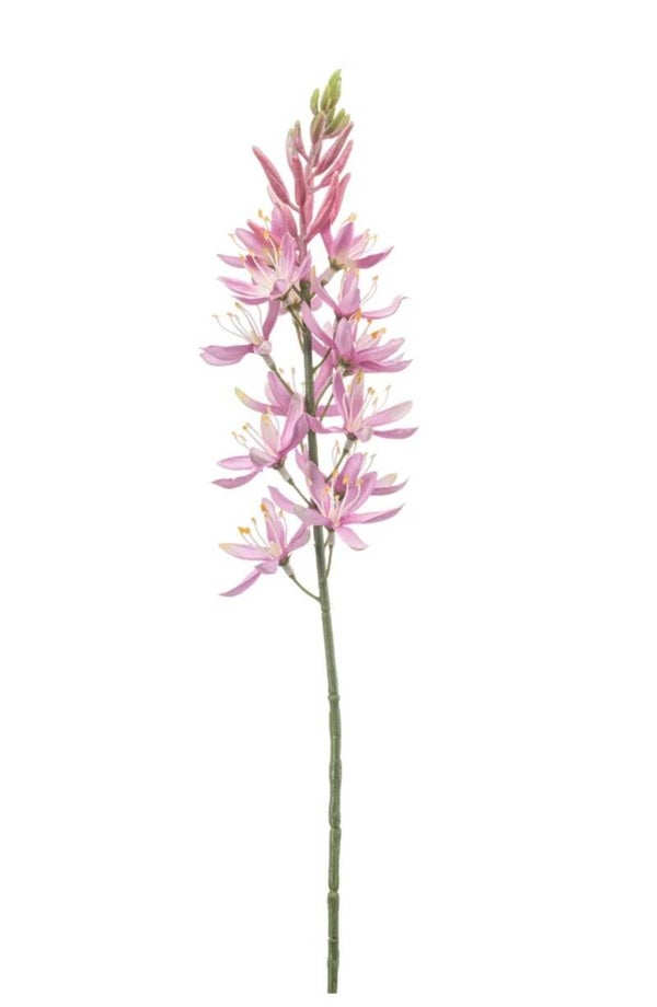 Camassia bloem