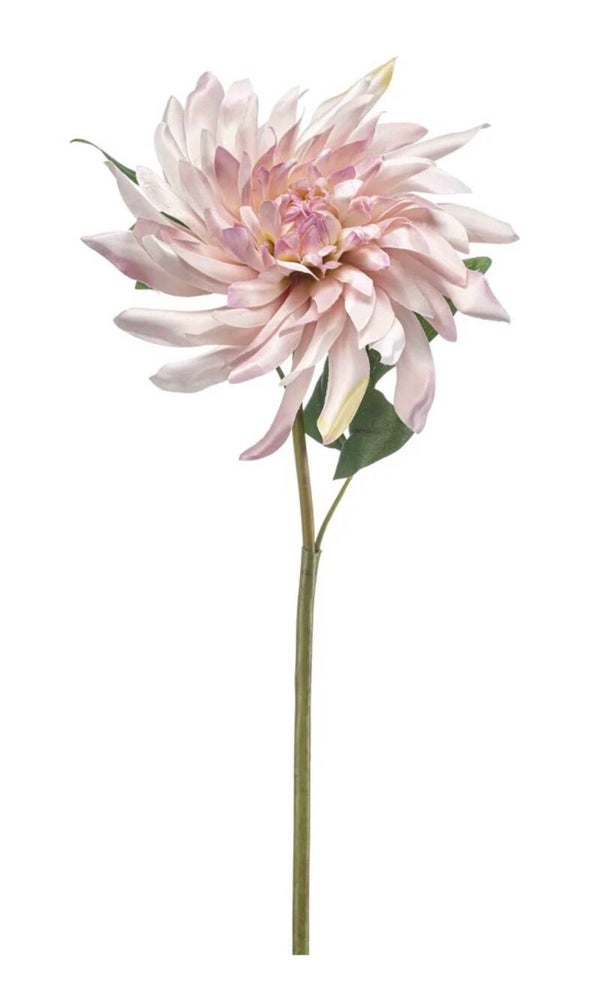 Dahlia bloem