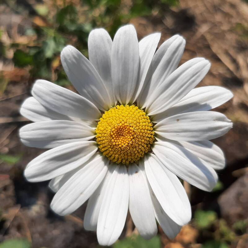 Puur Wauw Traject met body de-armouring in Gendt, regio Arnhem-Nijmegen, voor transformatie, heling en levensenergie.