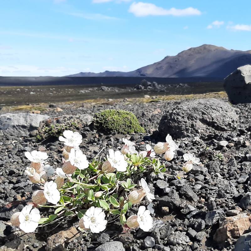Puur Wauw, Bar's (eigen)wijsheden, Binnenin mij