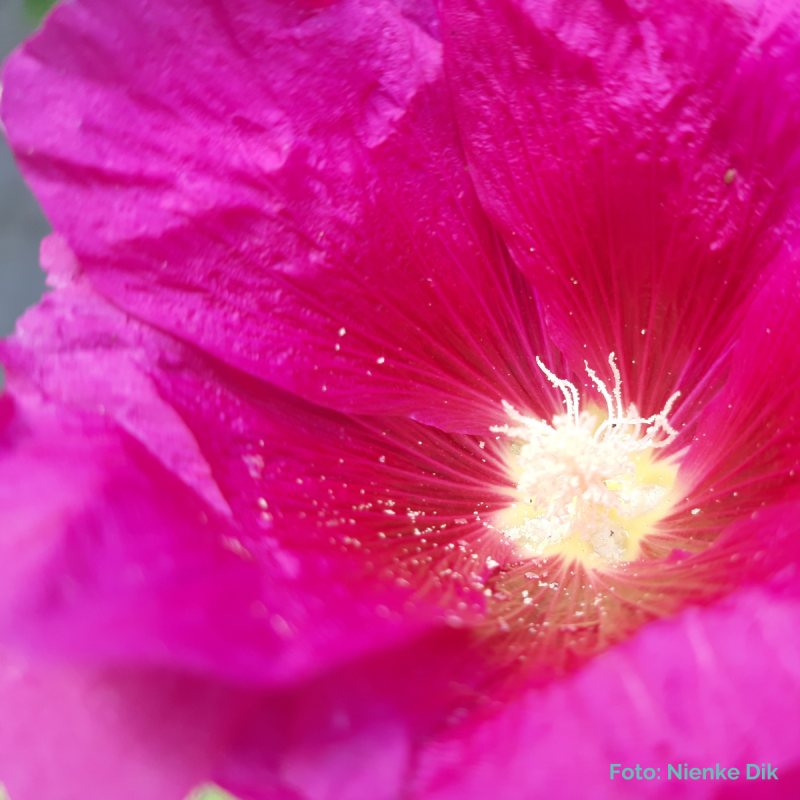 Puur Wauw Traject met body de-armouring in Gendt, regio Arnhem-Nijmegen, voor transformatie, heling en levensenergie.