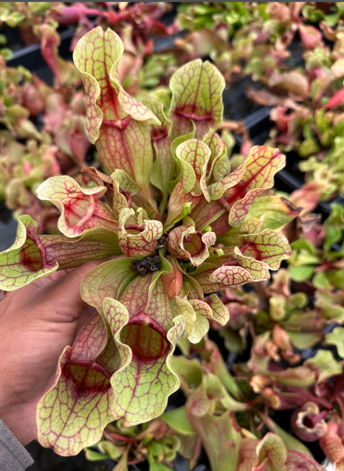 Purple Pitcher Plant