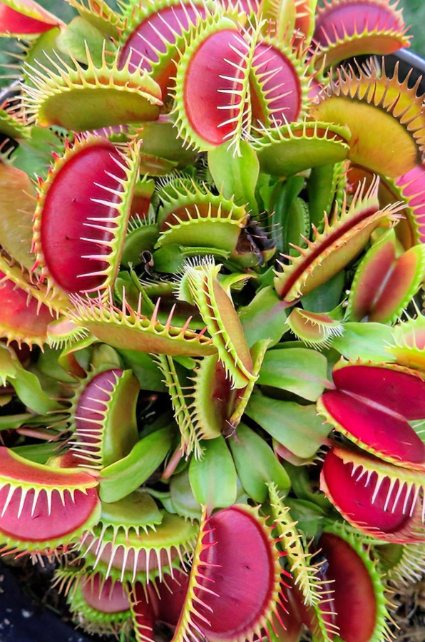 Venus Fly Trap