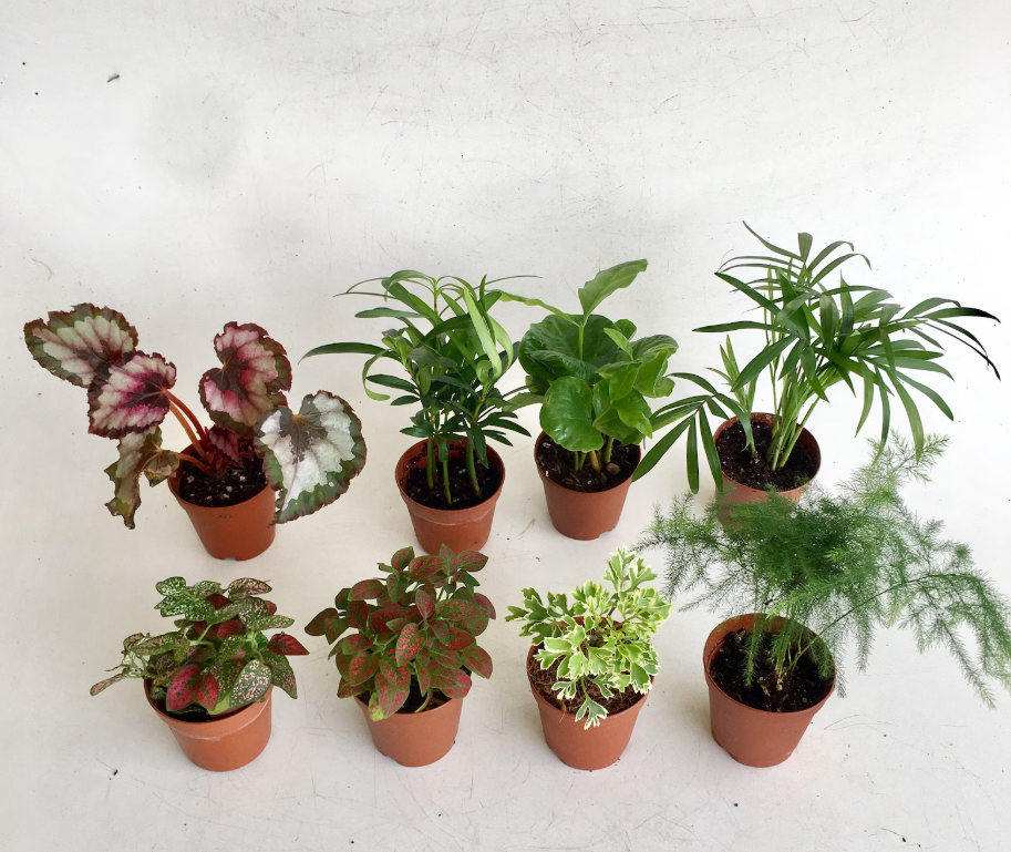 Houseplant assortment