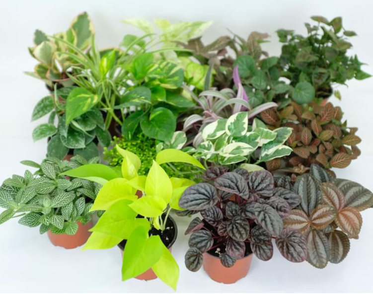 15 Piece Mini Tropical Plant Assortment Set in 2" Pots