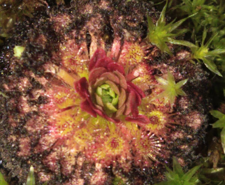 Drosera nitidula gemmae - live carnivorous plant