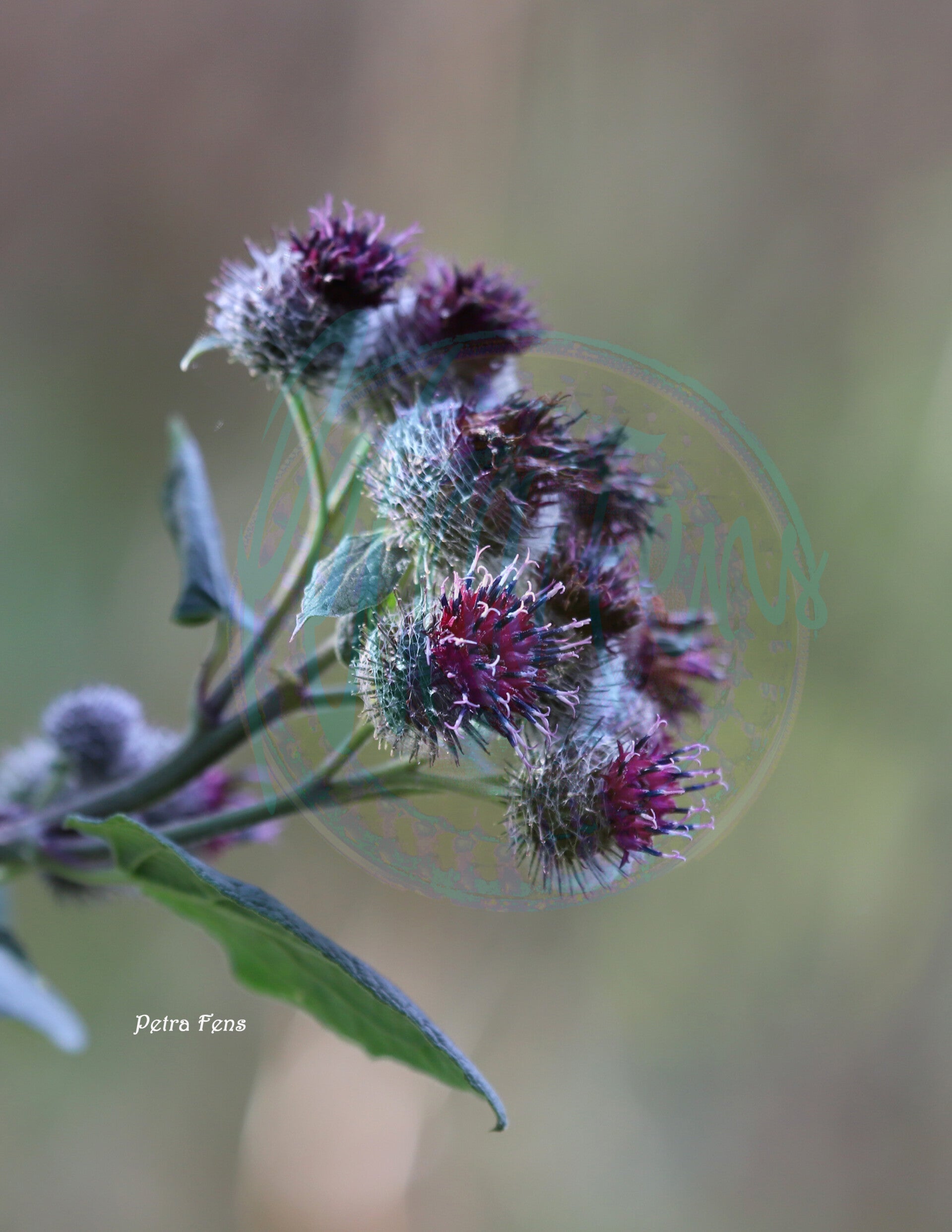 distel-Petra-Fens