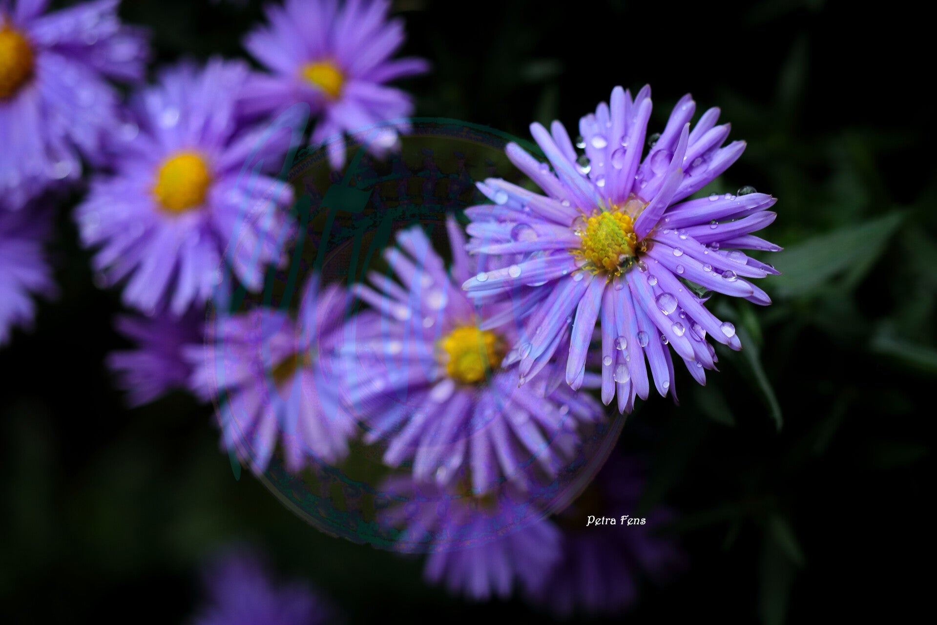 herfst-aster-Petra-Fens