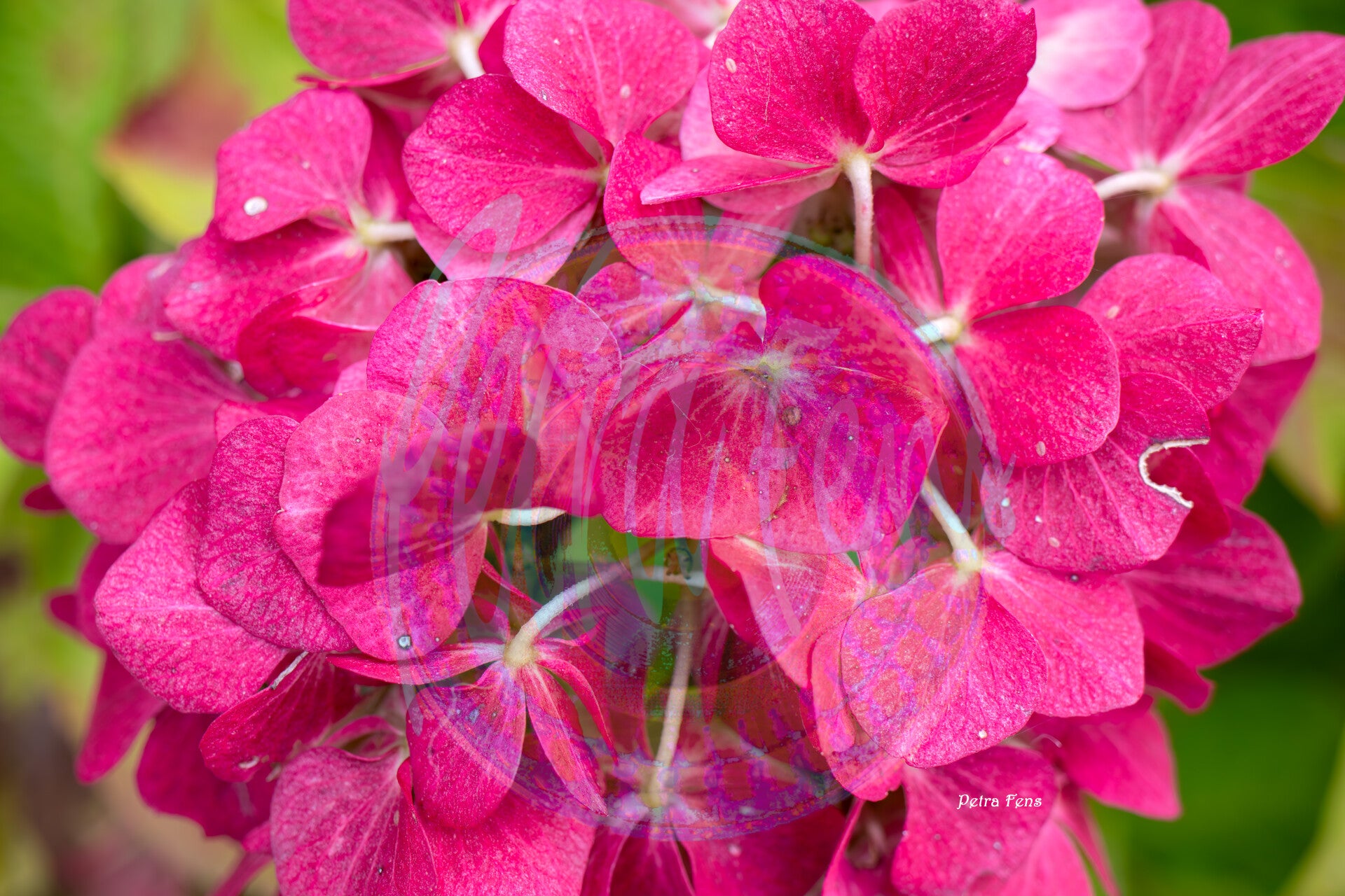 Hortensia-Petra-Fens