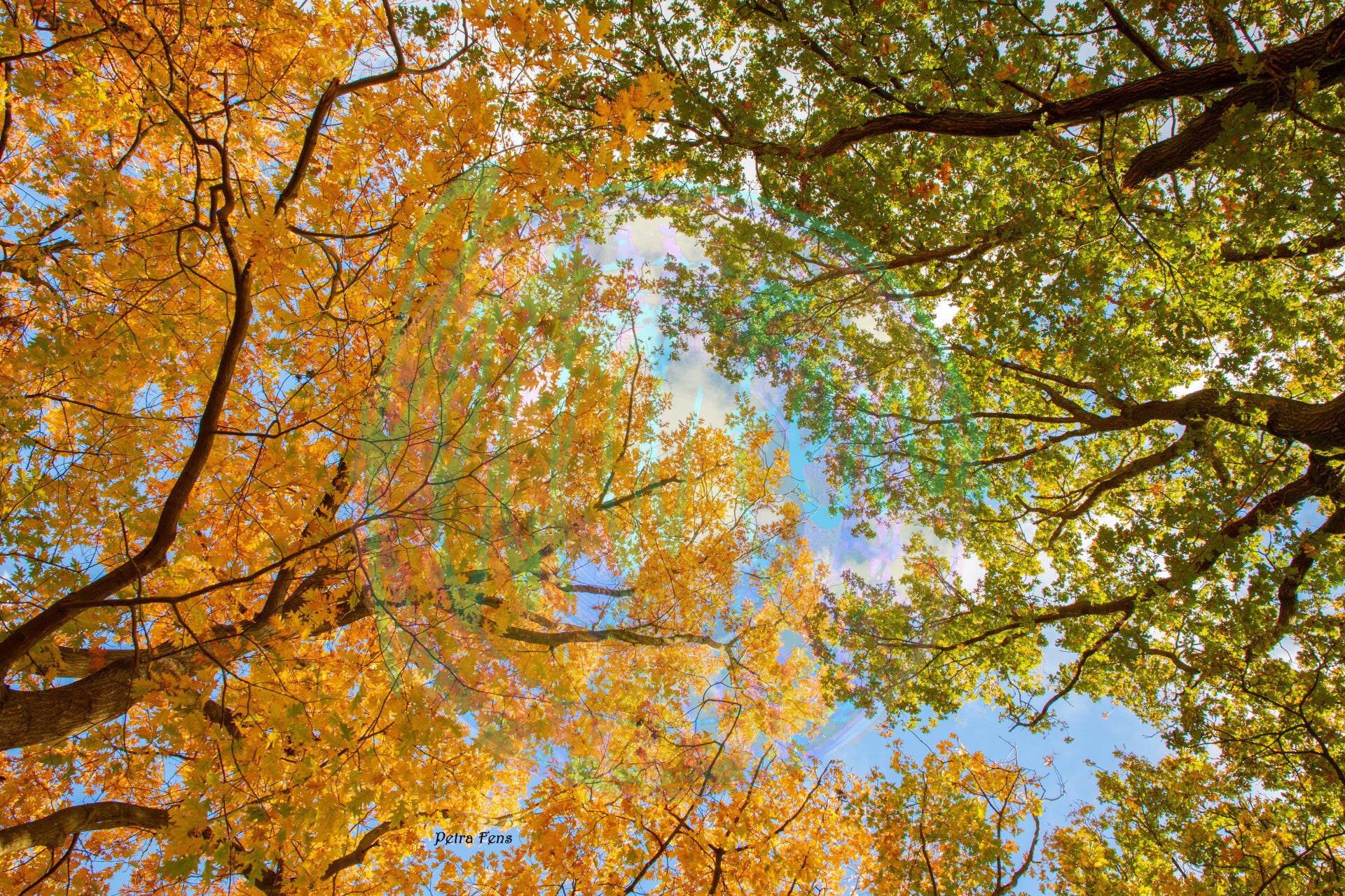 Herfst. Petra Fens
