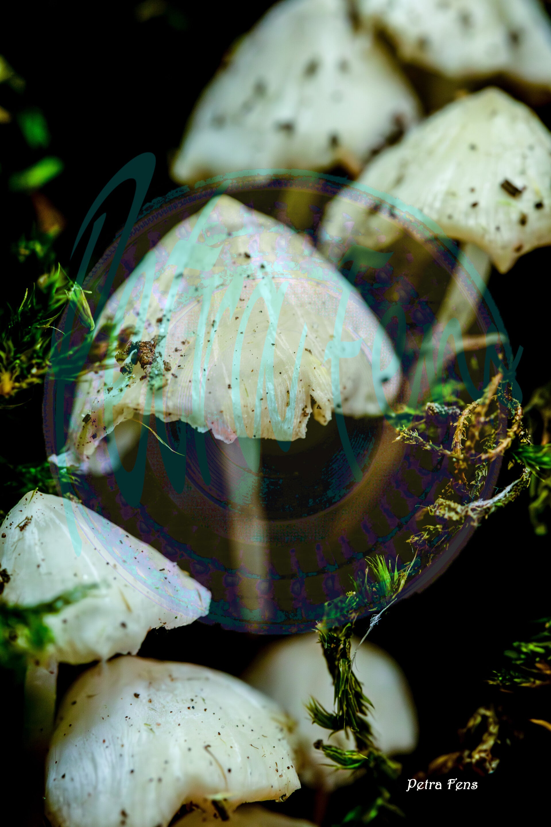 paddenstoelen-petra-fens-standard-5ga0cn.jpg
