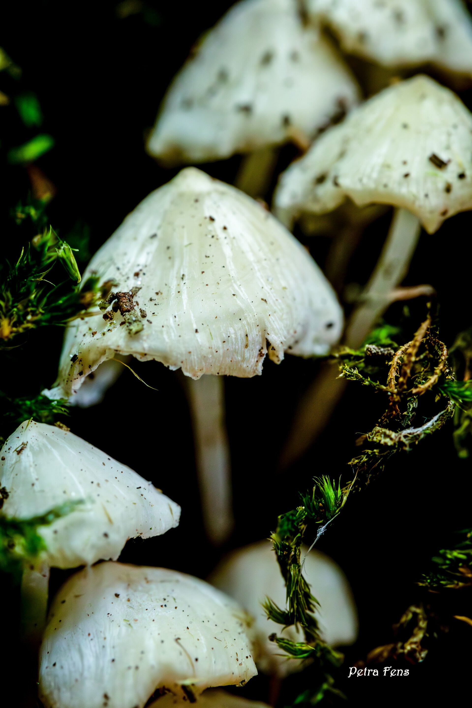 paddenstoelen-Petra-Fens