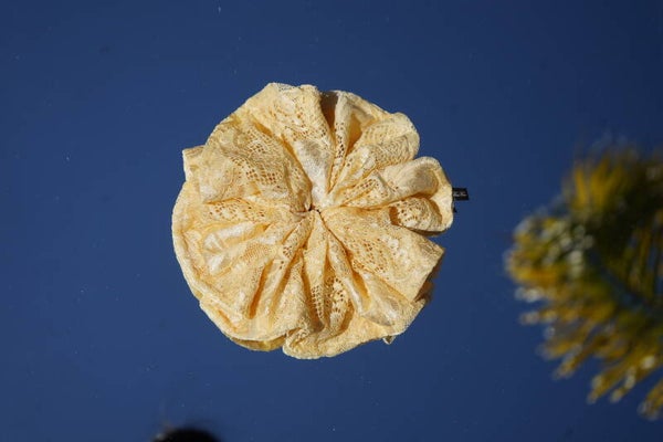 Tha Lilium