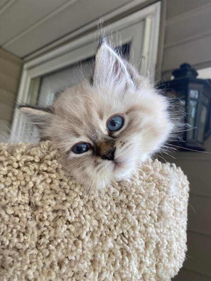 Picture of Available kittens/Whispering Pines Siberian Cats