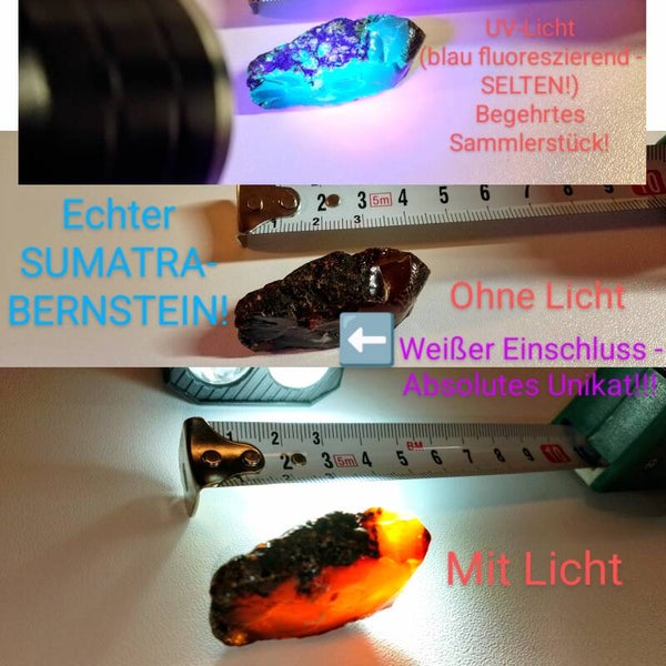 🔴 Seltener Sumatra-Bernstein - Professorin-Zertifikat aus weltberühmten Museum