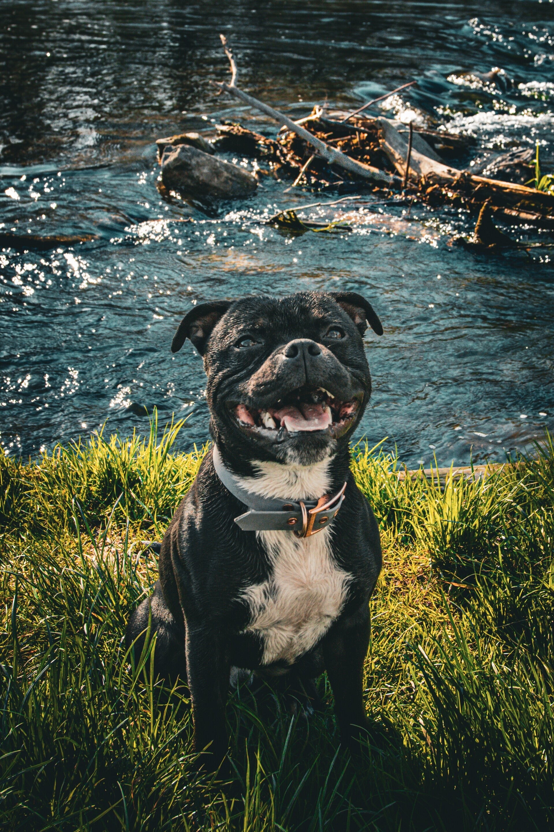 Hundeportrait am Wasser – Lux Imago Art