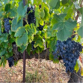 oogstjaar2022-grenache.jpg