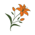 Perspective of a Lily