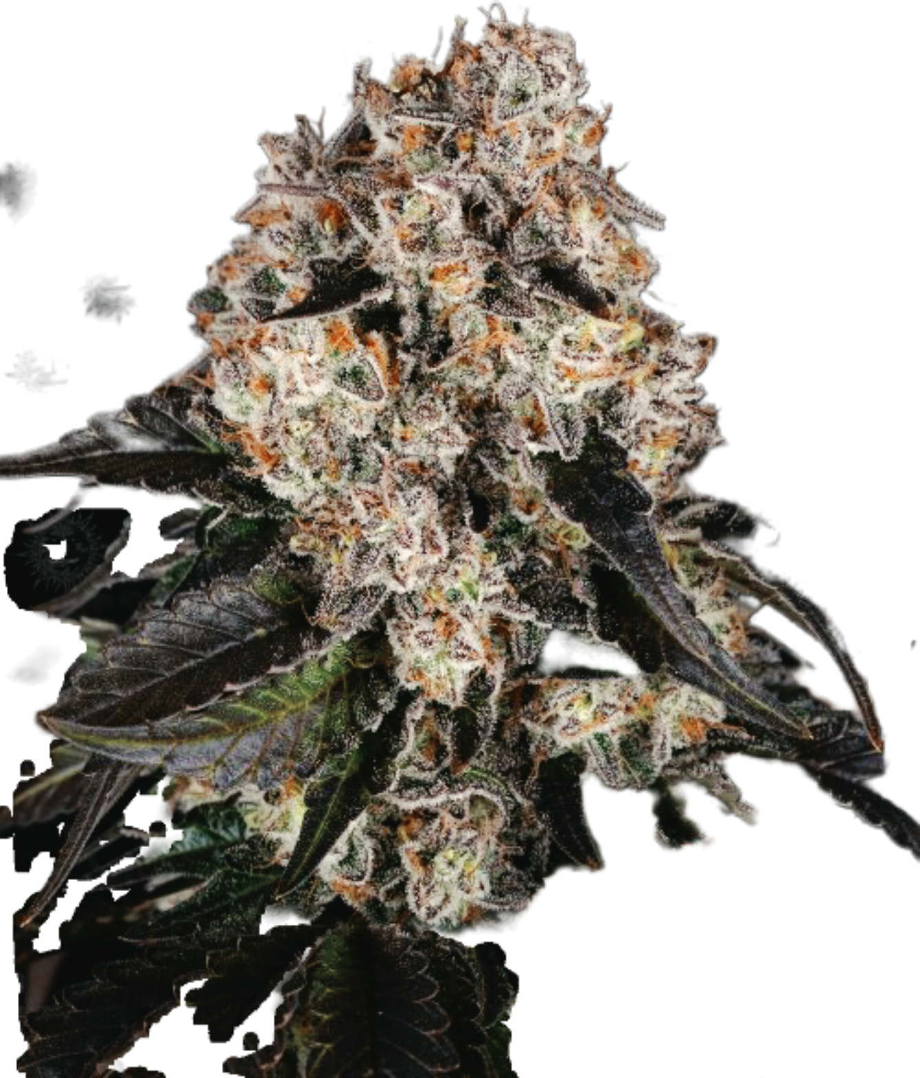 Barney`s Farm Seed´s Nothern Lights Ferminisiert 3stk