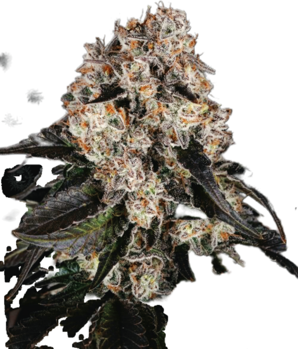 Barney`s Farm Seed´s Nothern Lights Ferminisiert 3stk
