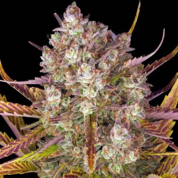 Barney´s Farm Seed´s Tropicana Cookie F1 Auto Ferminisiert 3stk
