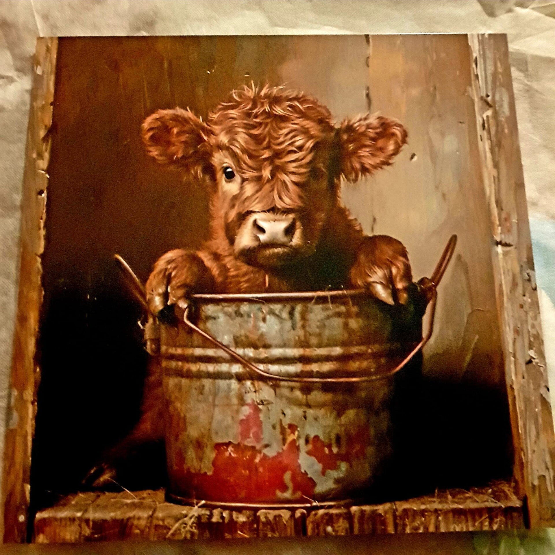 Highland Cow on printed on Metal