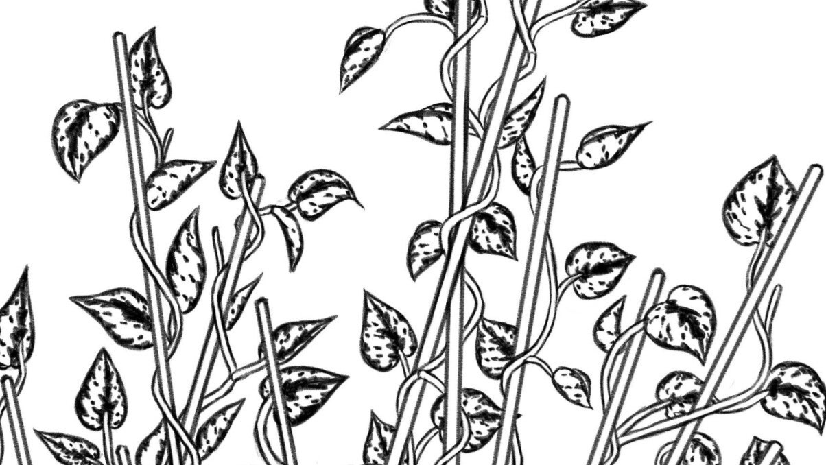 Plant detail of a black and white drawing of a person sitting on a desk chair, leaning on the desk. On the desk sits a plant, growing on sticks, sticking in the person.