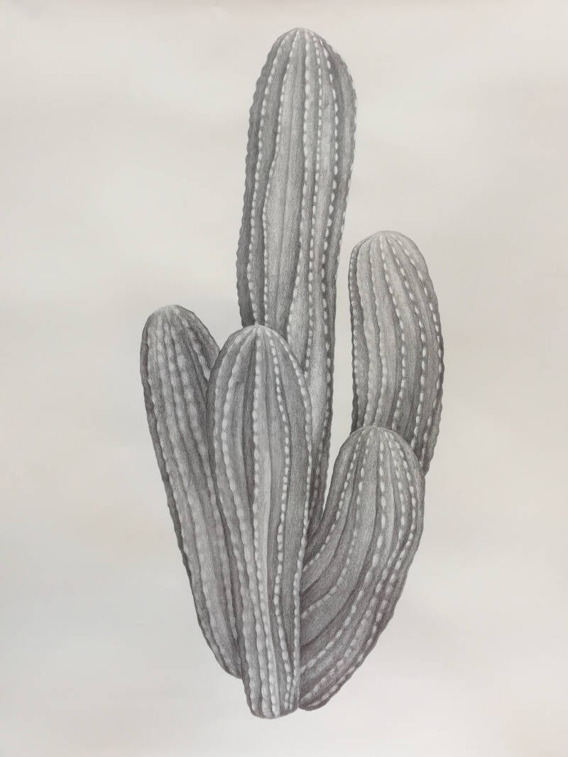 drawing of a cactus