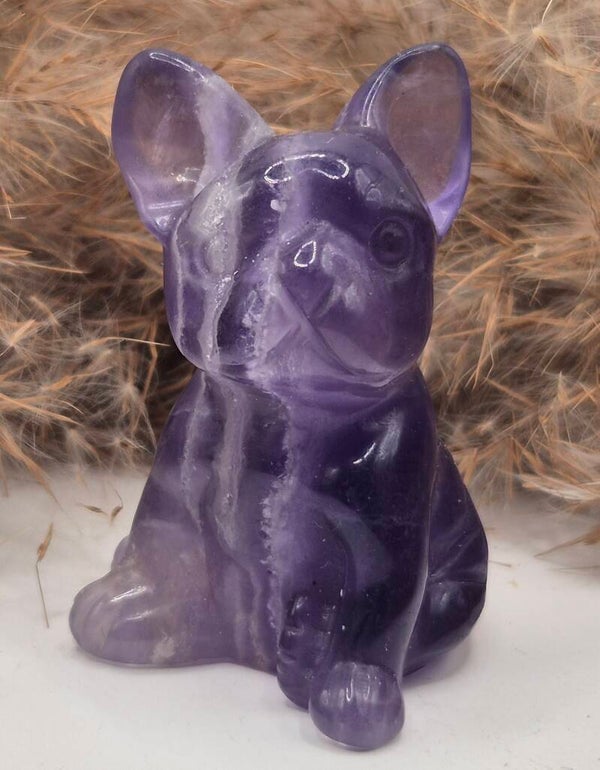 Flourit Französische Bulldogge