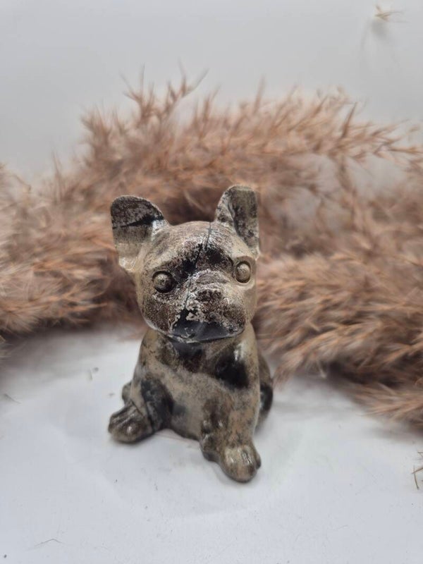 Chocolate Jaspis Französische Bulldogge