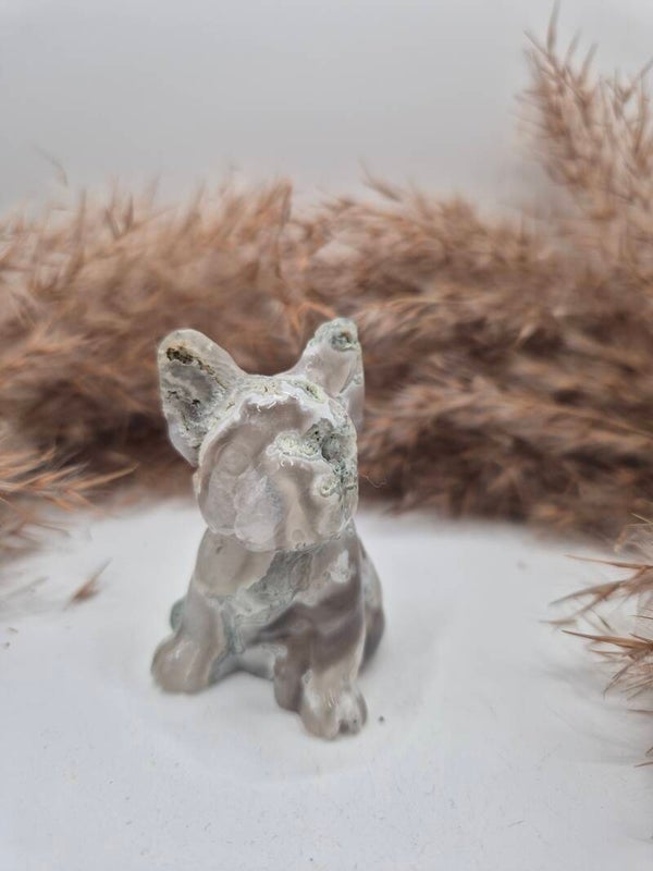 Französische Bulldogge Moosachat