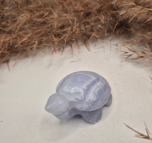 Blue Lace Schildkröte S
