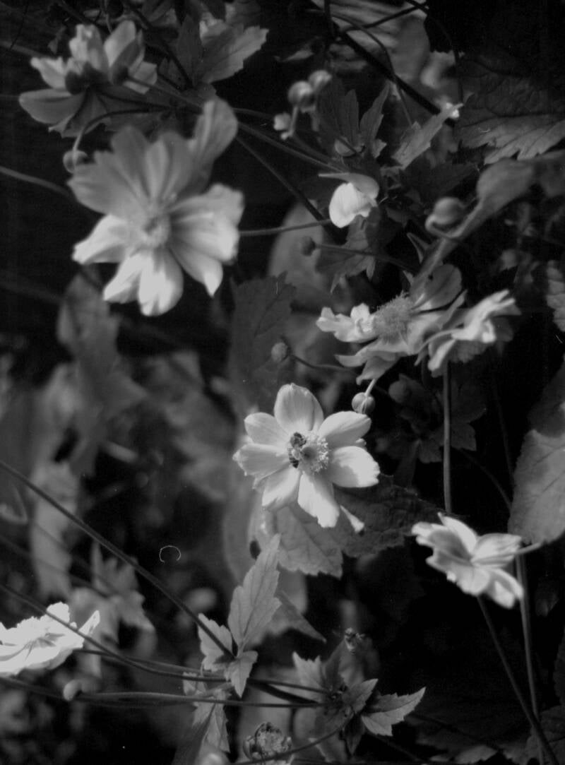 Kodak t max nillormat EL