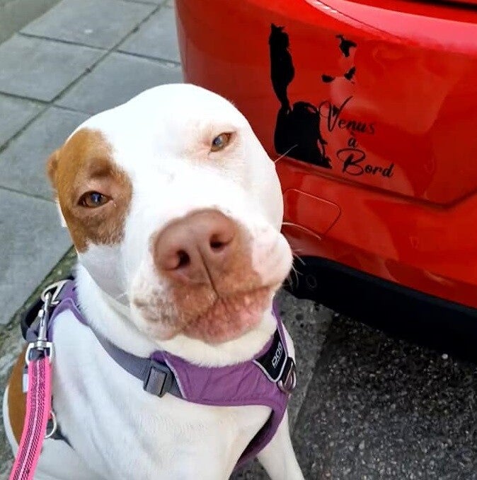 Autocollant voiture Portrait Chien