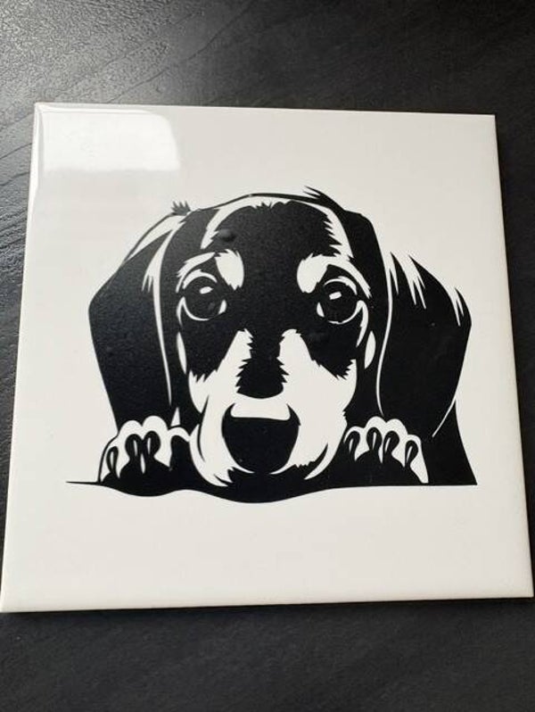 teckel pup