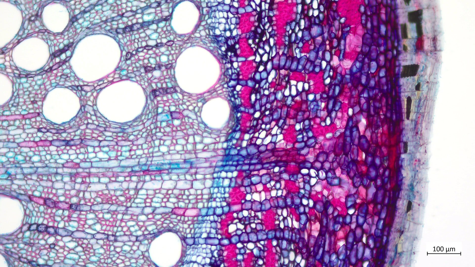 Photothèque : racines Dicotylédones sensu lato / Les racines de ...