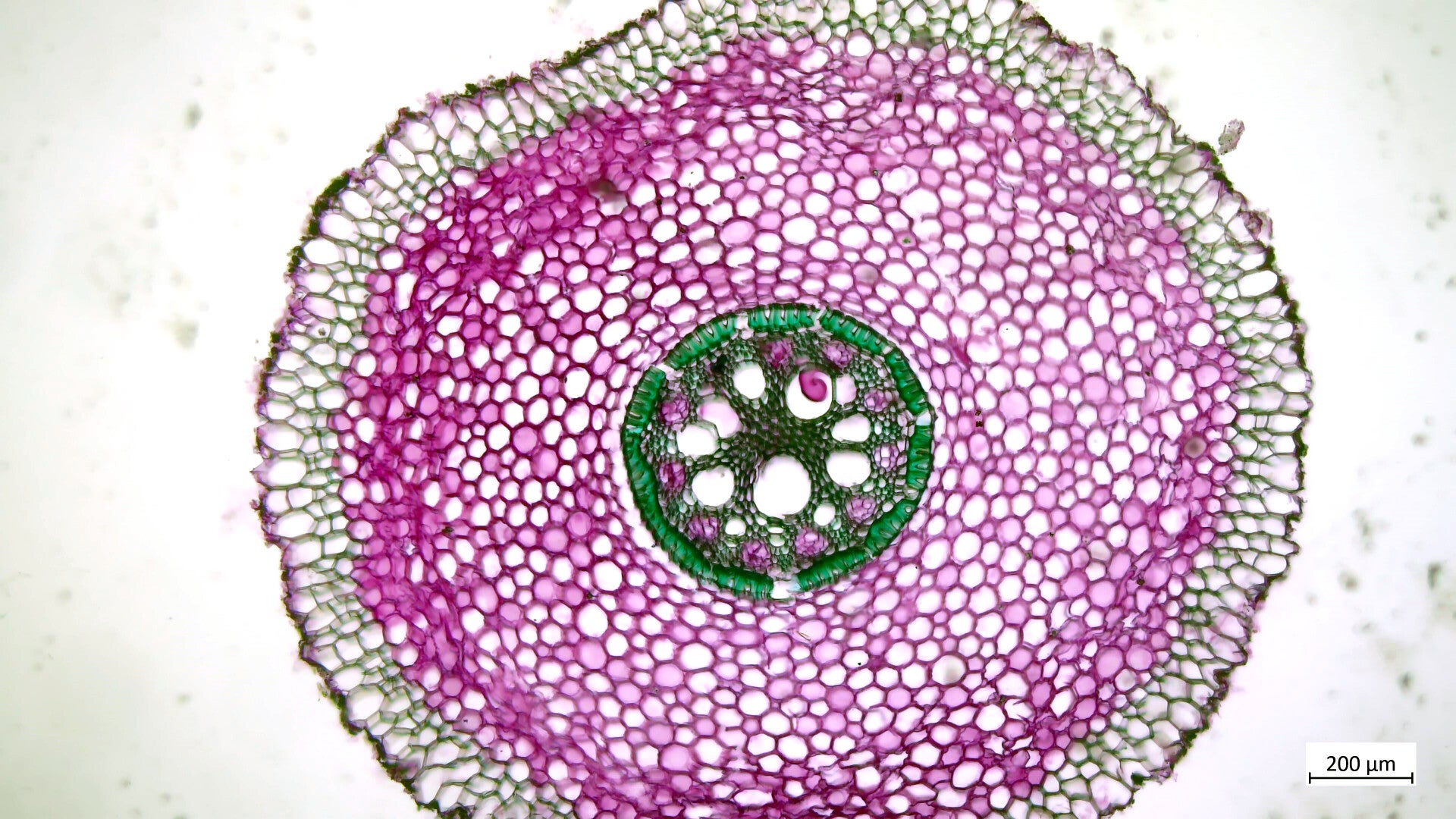 Photothèque : racines Monocotylédones / Les racines des Monocotylédones ...