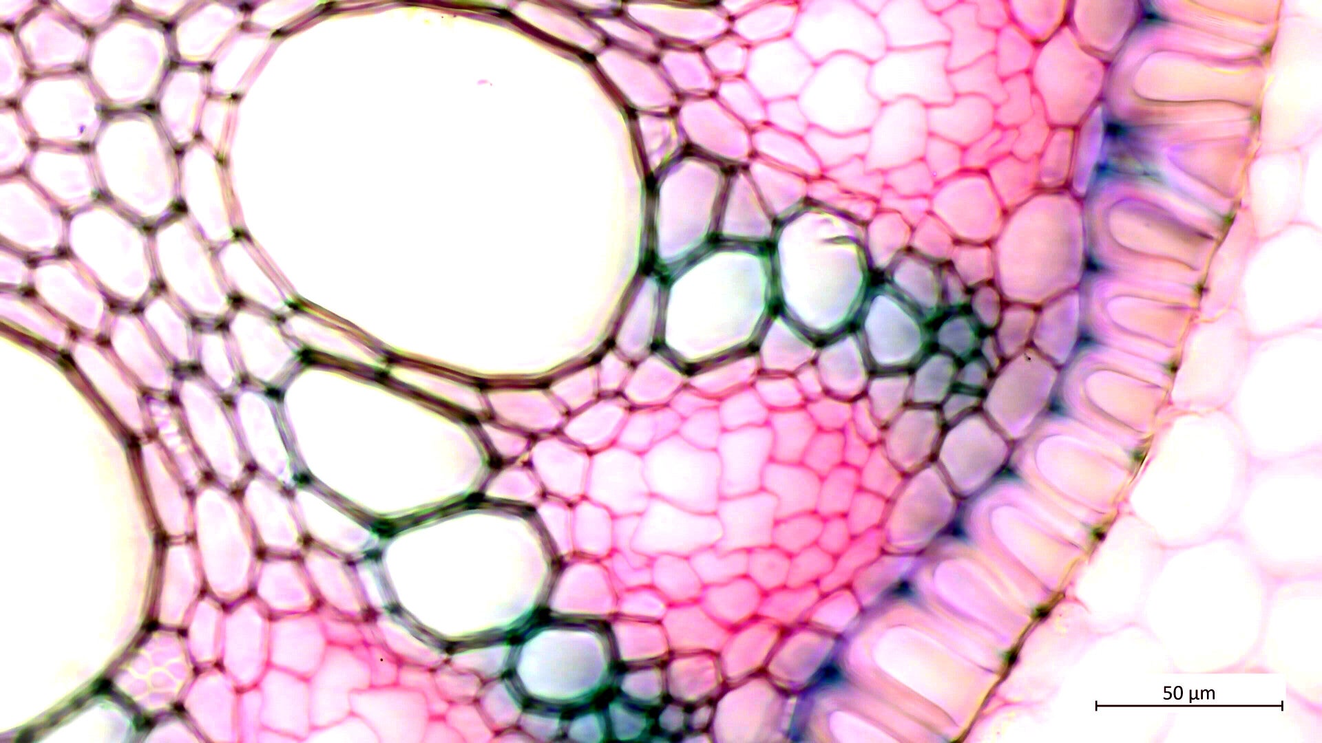 Photothèque : racines Monocotylédones / Les racines des Monocotylédones ...