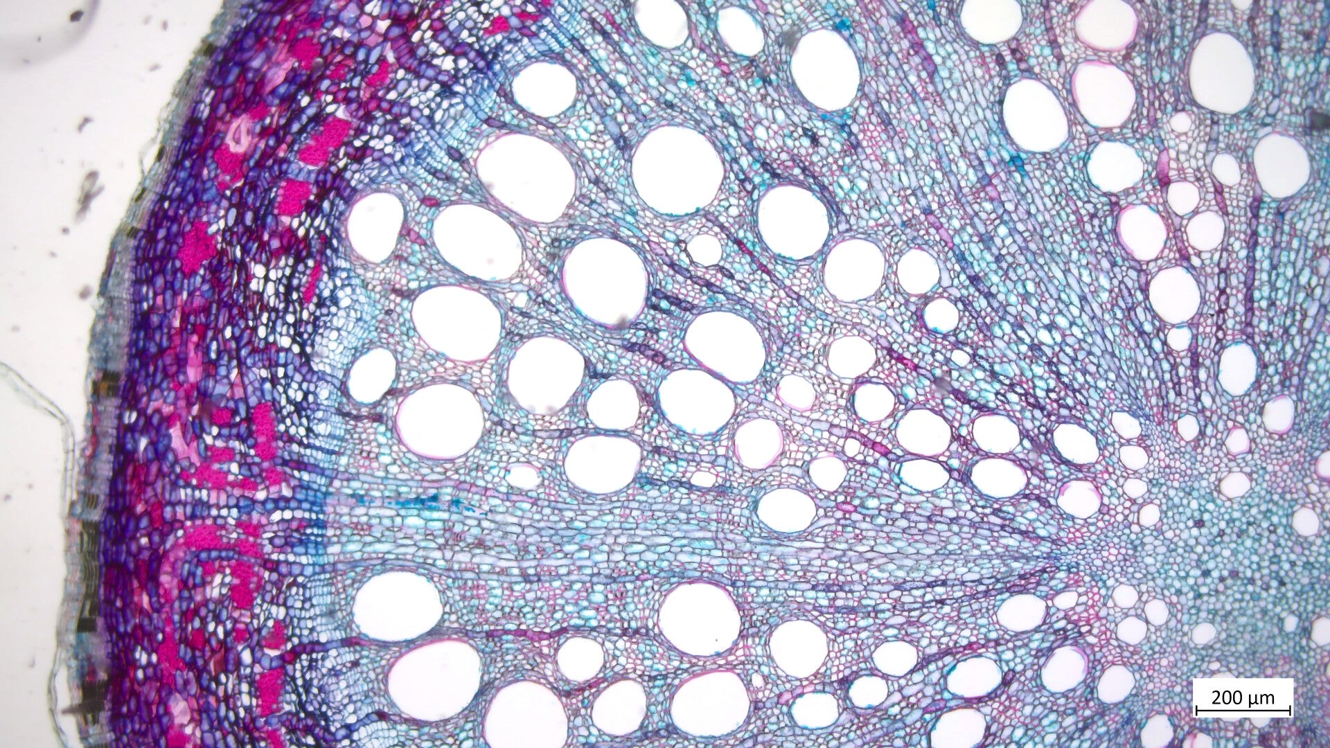 Photothèque : racines Dicotylédones sensu lato / Les racines de ...