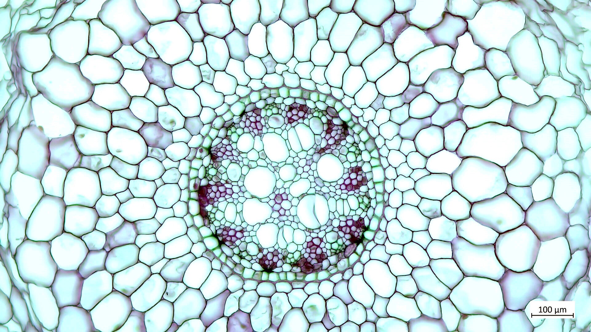 Phototh que Racines Monocotyl dones Les Racines Des Monocotyl dones phototh-que-racines-monocotyl-dones-les-racines-des-monocotyl-dones