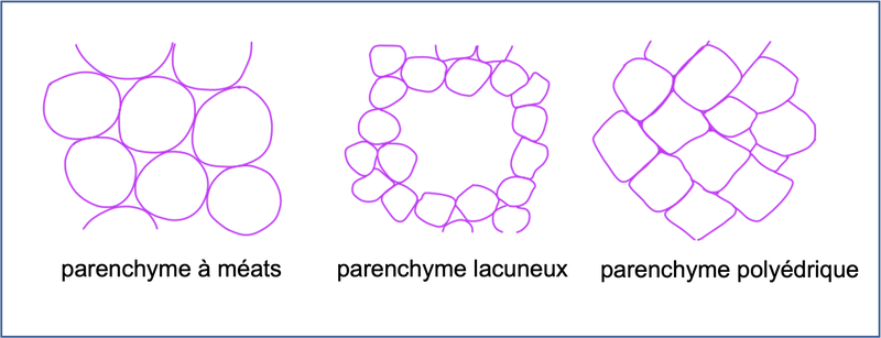 Les parenchymes / Tissus fondamentaux / Histologie des Trachéophytes ...